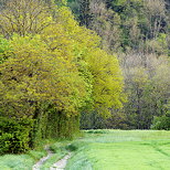 Photographie d'un chemin de printemps à travers champs