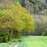 Photograph of a path in the green fields