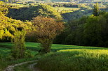 Photographie d'un chemin de printemps entre ombres et lumire