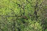 Multi exposure image of branches and springtime leaves