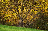 Picture of a tree in the warm light of sunset