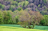 Photo des couleurs du printemps dans la campagne de Chaumont en Haute Savoie