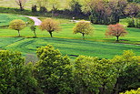 Picture of trees and meadows with springtime colors