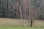 Photo des couleurs d'un jour gris d'hiver dans la campagne de Haute Savoie