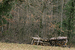 Picture of firewood stacked along the forest edge