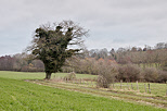 Picture of a winter day in the french rural landscape around Minzier