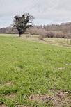 Image of the winter mood in the french countryside around Minzier