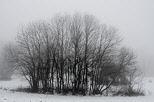 Photographie d'un bosquet dans le brouillard d'hiver