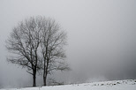 Photo d'arbres dans le brouillard un matin d'hiver