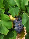 photo raisin et feuilles de vignes