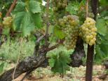 raisin vignes haut var