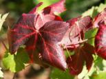 Image de feuilles de vignes rougies par l'automne