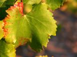 Photo de feuille de vignes