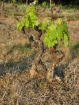 vignes la garde freinet