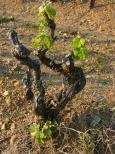 photo vignes la garde freinet