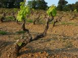 vignes la garde freinet