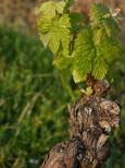 feuilles de vignes massif des maures