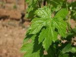 feuilles de vignes massif des maures