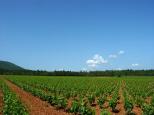 vignes massif des maures