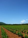 vignes massif des maures