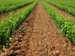 vignes massif des maures