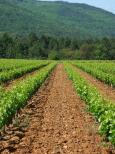 vignes massif des maures