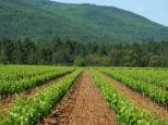 vignes massif des maures