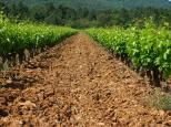 vignes massif des maures