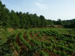 photo vignes collobrires