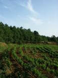 photo vignes collobrieres