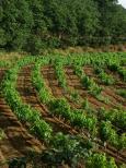 image vignes collobrires