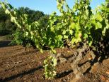 photo vigne collobrires