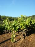 photo vigne collobrires