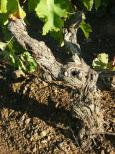 photo vigne collobrires var