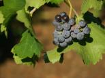 raisin et feuilles de vignes