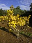 vignes automne