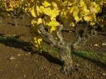 vignes automne