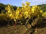 photo vignes automne