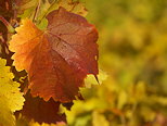 Photo d'une feuille de vigne en autome dans le Massif des Maures