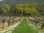 Picture of a winter vineyard in Provence near Bormes les Mimosas