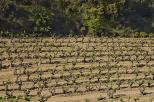 vignes collobrires