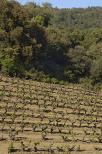 vignes massif des maures