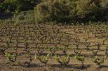 vignes massif des maures