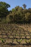 vignes collobrieres