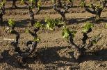 pieds de vigne collobrires