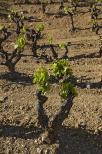 pieds de vigne collobrires