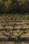 photo de vignes  collobrires