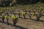 vignes du massif des maures var