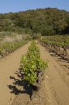 Photo of the springtime vineyard in Collobrires, Provence