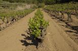 Photograph of Collobrieres vineyard in early springtime